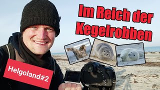 Im Reich der Kegelrobben (Helgoland#2) - WeigelsWildeWelt