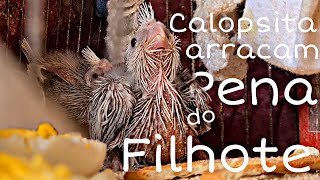 PORQUE AS CALOPSITA ARRANCA PENA DOS SEUS FILHOTES QUANDO AINDA É NOVO??  - expecpeixe