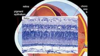 Macular Degeneration treatment