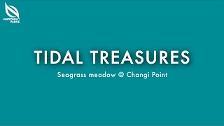 Seagrass Meadow At Changi Point | Tidal Treasures
