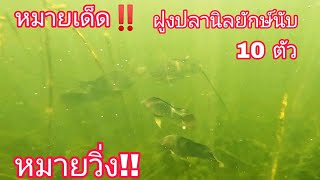 หมายวิ่ง #ดำน้ำยิงปลา ฝูงปลานิลใหญ่นับ10 #น้ำใสมาก ปลานิลใหญ่เด็ดที่สุดในช่วงนี้