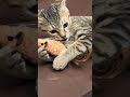 『尾も白くない猫動画』このおもちゃ大好き shorts