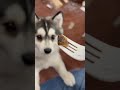 Eating #pomsky #博美奇 #eating #cute #funny