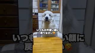 怒られてふくれっ面から戻らなくなった超大型犬　#greatpyrenees #グレートピレニーズ #大型犬