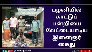 பழனியில் காட்டுப்பன்றியை வேட்டையாடிய இளைஞர் கைது