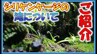 【裏側紹介】滝の裏側についてご紹介します！それとポンプメンテ【オキナワシリケンイモリ Swordtailnewtのパルダリウム】