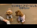 おやつの時間が来たよ！愛犬が喜ぶ姿に癒される♡【トイプードルそぼろ＆ニコ】