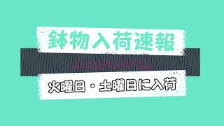 20230606 入荷した鉢物(荷下ろし)   「お花屋」 と言うか 「仲卸」です。  花を必要とするすべての方どうぞお越しください。