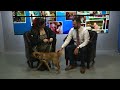 pet of the week indiana