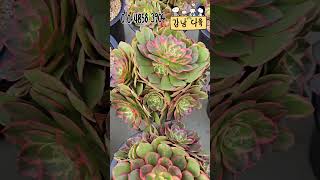 (1/16)에오니움 다빈치, #01048583904 #강남다육 #succulent  #다육이