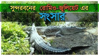 রোমিও-জুলিয়েট কুমির। First Crocodile Breeding Farm in Bangladesh