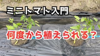 【ミニトマト栽培】いつから植えられるのか？