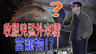 抓兇猛外來種當寵物!? 掠食性外來入侵種泰國鱧! 好難抓啊... 還巧遇特別的三星鬥魚!!【戶外客】