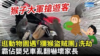 逛動物園遇「獼猴盜賊團」洗劫　霸佔嬰兒車亂翻嚇壞家長 @ChinaTimes