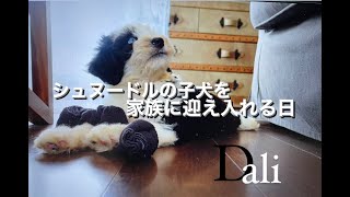 シュヌードルの子犬を家族に迎え入れる日