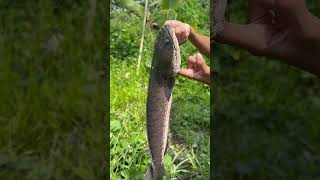 We Caught A Giant Striped Snakehead Fish!🌾💦🐍😍