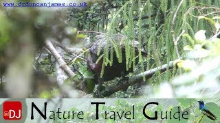 Kaka Moving and Feeding on Ulva Island | Moments #40 | Nature Travel Guide