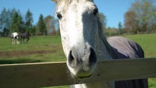 75 Acre Equestrian Property in Langley, BC - 24680 80 Ave