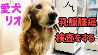 シニア犬 乳腺腫瘍の細胞診  Breast Tumor Cytology For My Dog