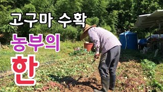 고구마 수확 속이 안들어서 수확기를 조금 늦추어 보았더니