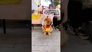 夜市碰见一只小可爱#摆地摊 #松狮#pets #萌宠 #cute #funnypets #funnyanimals#shorts