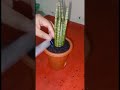 cara mudah bikin tanaman hias meja dari anakan sansevieria tombak sansevieria plant