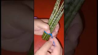 Cara mudah bikin tanaman hias meja dari anakan Sansevieria Tombak #sansevieria #plant