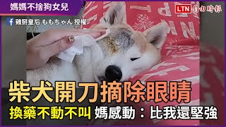 柴犬開刀摘除眼睛 換藥不動不叫 媽感動：比我還堅強