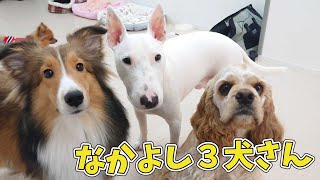 なかよし３犬さん　🐶ひみつきちなう！#2🐶  (シェルティ ミニチュアブルテリア アメリカンコッカースパニエル チワワ トイプードル ポメラニアン ビションフリーゼ マルチーズ) 2020年12月7日