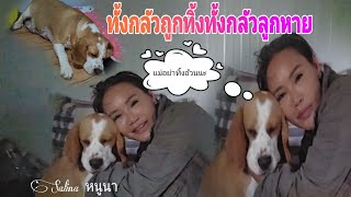 อารมณ์ทั้งกลัวถูกทิ้งทั้งกลัวลูกหาย😥 #สู้เพื่อลูกสี่ขา #beagle #salinadogfamily #salinaหนูนา