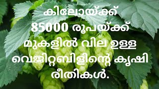 ലോകത്തെ ഏറ്റവും വില കൂടിയ  വെജിറ്റബിളിന്റെ കൃഷി രീതി അറിയണ്ടേ - ഹോപ്പ് ഷൂട്/ Hop shoots cultivation.