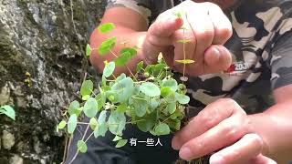 大山悬崖上的穿心草，一种罕见的植物