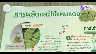 กรมส่งเสริมการเกษตร สนับสนุนการผลิตและใช้แหนแดงเพื่อลดต้นทุนการผลิตสู่เกษตรกร