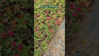 📌450+ colour Bougainvillea Plants | Online Sale | Paper Flower Combo | Low Price Baganbilas