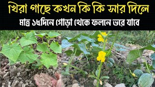 খিরা গাছে কখন কি কি সার দিলে মাত্র ১৫দিনে গোড়া থেকে ফলন হবে। খিরা গাছের পরিচর্যা।