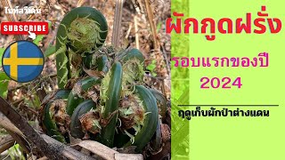 เก็บผักกูดฝรั่ง รอบแรกสวีเดน 2024