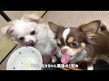 chihuahua dog eating natto japanese food