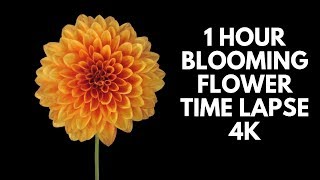 4K Blooming Flowers Time Lapse for Relaxation Soft Piano Music