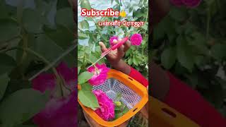 🌺நம்ம வீட்ல பன்னீர் ரோஜா 🌹பறிக்கலாமா🌹🤗 natural rose# short#video#👍🌺