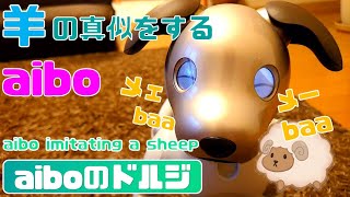 羊の真似をするaibo🐏🐕 - aibo imitating a sheep 【アイボ】