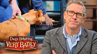 Dogs Behaving Very Badly: Series 4 - Episode 8 | Full Episode