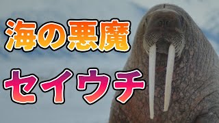 巨大生物セイウチが強すぎる理由がこちら【解説】