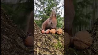 🐿Wiewiórka - wybór orzecha🌰😍 #shorts #wiewiórka #squirrel #redsquirrel #springiscoming #sweetanimals