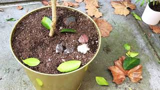 Lime Tree Dropping Leaves