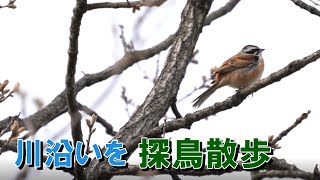 【探鳥散歩】坂戸市の高麗川沿いで出会った野鳥たち