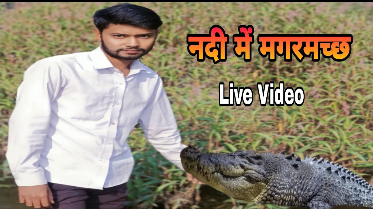 Live Video - नदी में मगरमच्छ || Crocodile 🐊 In River || Pandri Samip ...