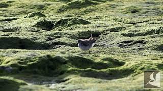 ヨーロッパトウネン/Little Stint