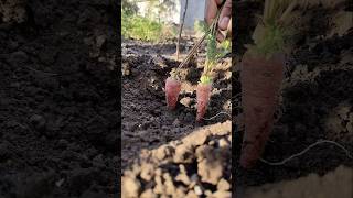 Come friends, let me feed you carrots #nature #farming #carrot #shorts