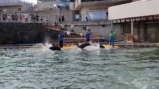 越前松島水族館のイルカのジャンプ