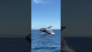 Humpback Whale Breach!!